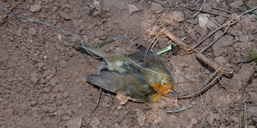Un Rougegorge mort, tué dans un piège artisanal